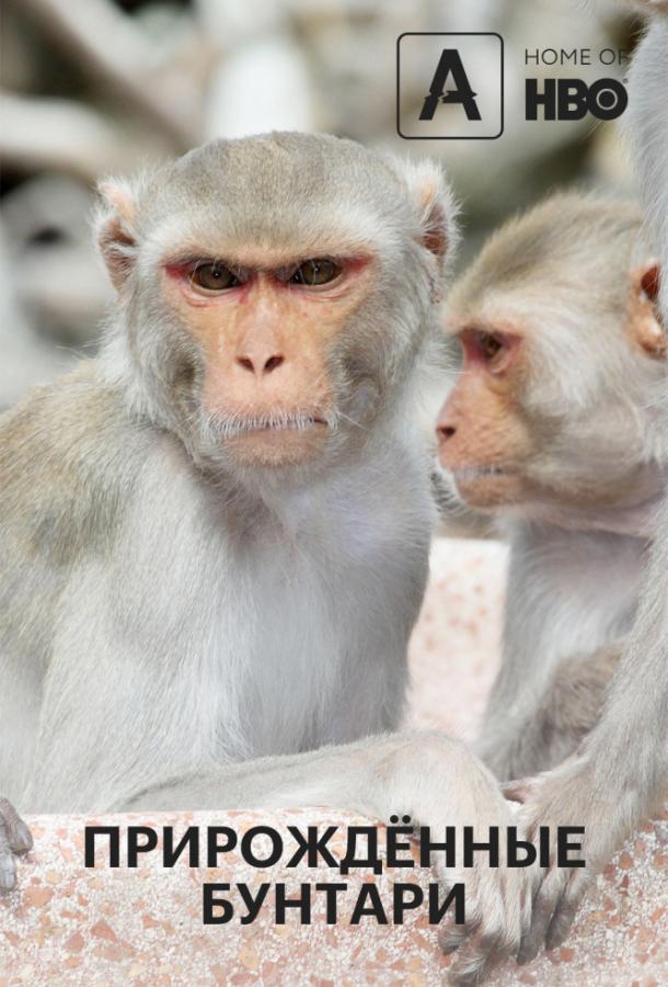 Прирождённые бунтари 1 сезон